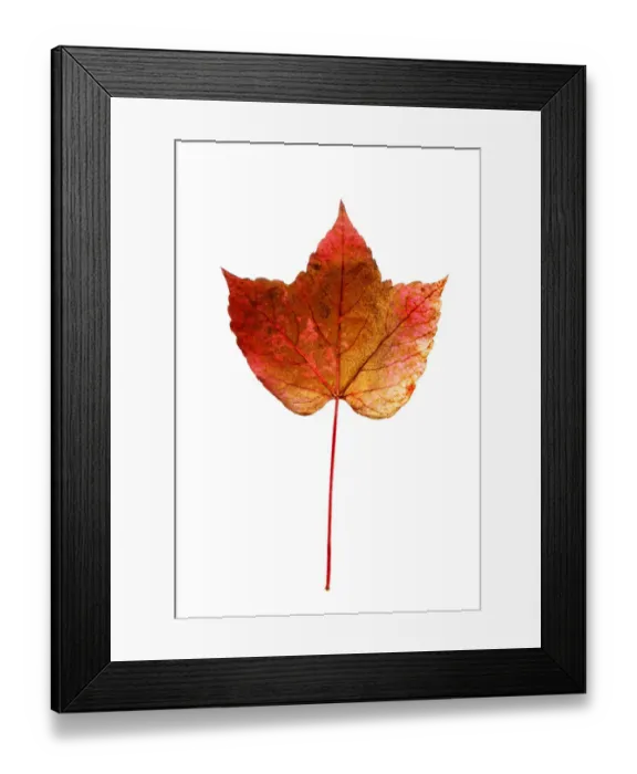 Framed Print : Reddish-coloured autumn leaf, Virginia creeper Framed Print : Reddish-coloured autumn leaf, Virginia creeper