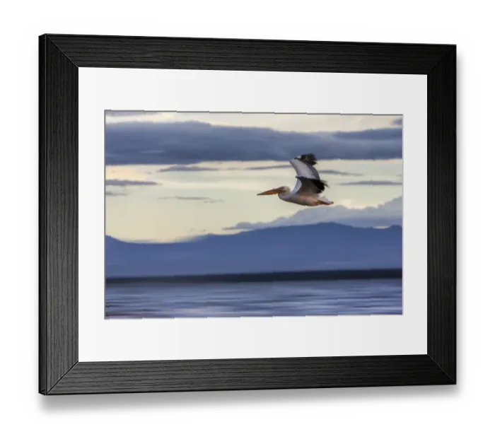 Framed Print : White Pelican -Pelecanus onocrotalus- in flight, Lake Nakuru National Park, Kenya, East Africa, Africa, PublicGround Framed Print : White Pelican -Pelecanus onocrotalus- in flight, Lake Nakuru National Park, Kenya, East Africa, Africa, PublicGround