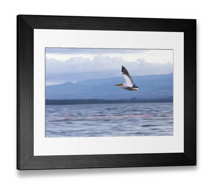 Framed Print : White Pelican -Pelecanus onocrotalus- in flight, Lake Nakuru National Park, Kenya, East Africa, Africa, PublicGround