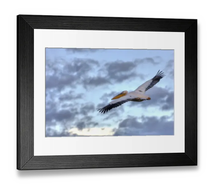 Framed Print : White Pelican -Pelecanus onocrotalus- in flight, Lake Nakuru National Park, Kenya, East Africa, Africa, PublicGround Framed Print : White Pelican -Pelecanus onocrotalus- in flight, Lake Nakuru National Park, Kenya, East Africa, Africa, PublicGround