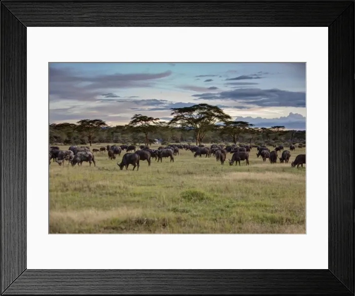 Framed Print : Group of buffalo -Syncerus caffer-, Lake Nakuru National Park, Kenya, East Africa, Africa, PublicGround Framed Print : Group of buffalo -Syncerus caffer-, Lake Nakuru National Park, Kenya, East Africa, Africa, PublicGround