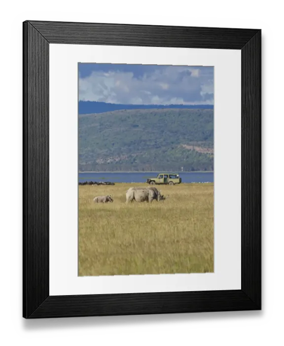 Framed Print : White Rhinoceroses or Square-lipped Rhinoceroses -Ceratotherium simum-, adult animals in front of an off-road vehicle, Lake Nakuru National Park, Kenya, East Africa, Africa, PublicGround Framed Print : White Rhinoceroses or Square-lipped Rhinoceroses -Ceratotherium simum-, adult animals in front of an off-road vehicle, Lake Nakuru National Park, Kenya, East Africa, Africa, PublicGround