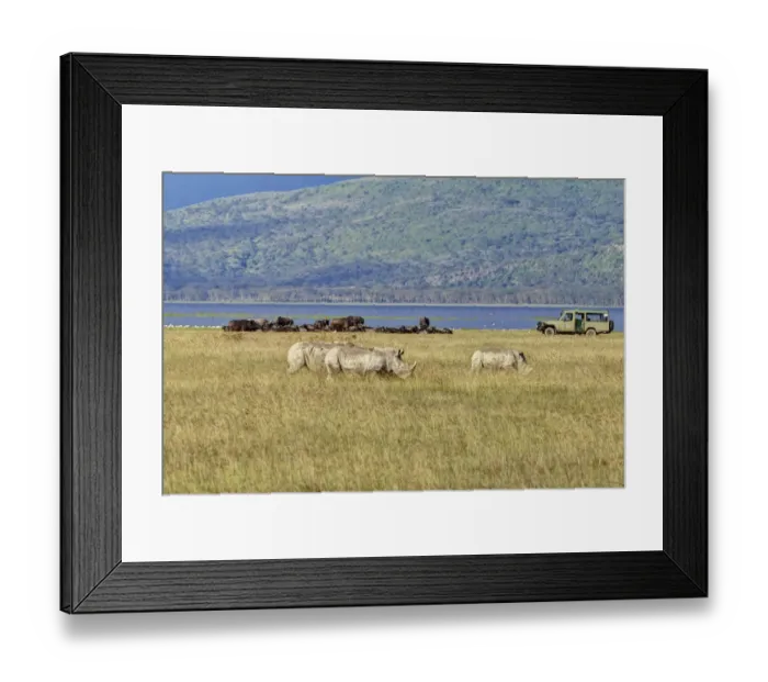 Framed Print : White Rhinoceroses or Square-lipped Rhinoceroses -Ceratotherium simum-, adult animals in front of buffalo and an off-road vehicle, Lake Nakuru National Park, Kenya, East Africa, Africa, PublicGround