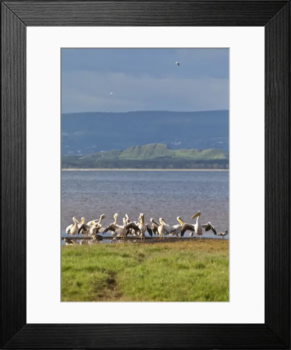 Framed Print : White Pelicans -Pelecanus onocrotalus-, Lake Nakuru National Park, Kenya, East Africa, Africa, PublicGround Framed Print : White Pelicans -Pelecanus onocrotalus-, Lake Nakuru National Park, Kenya, East Africa, Africa, PublicGround
