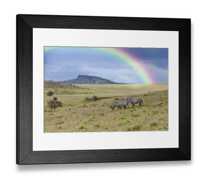 Framed Print : A group of zebras -Equus quagga boehmi- with rainbow, Lake Nakuru National Park, Kenya, East Africa, Africa, PublicGround Framed Print : A group of zebras -Equus quagga boehmi- with rainbow, Lake Nakuru National Park, Kenya, East Africa, Africa, PublicGround