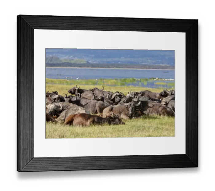 Framed Print : Large group of African buffalos -Syncerus caffer- lying at Lake Nakuru, Lake Nakuru National Park, Kenya, East Africa, Africa, PublicGround Framed Print : Large group of African buffalos -Syncerus caffer- lying at Lake Nakuru, Lake Nakuru National Park, Kenya, East Africa, Africa, PublicGround