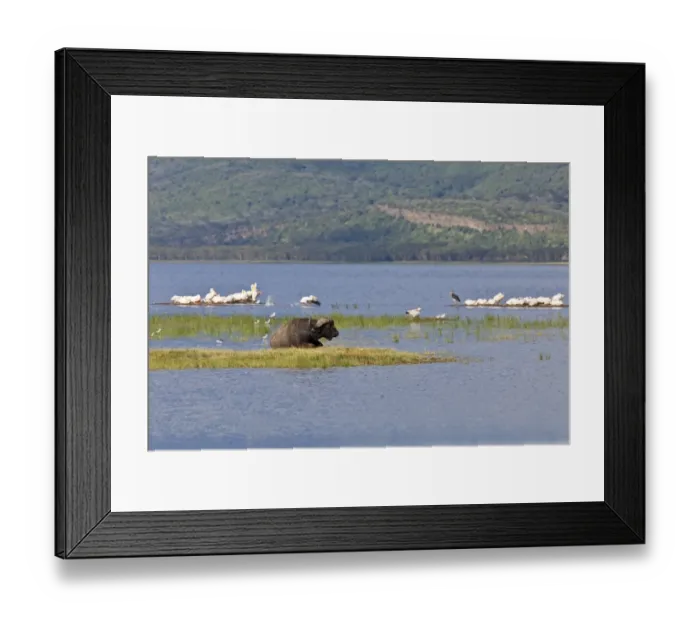 Framed Print : African Buffalo -Syncerus caffer- and White Pelicans -Pelecanus onocrotalus-, Lake Nakuru National Park, Kenya, East Africa, Africa, PublicGround Framed Print : African Buffalo -Syncerus caffer- and White Pelicans -Pelecanus onocrotalus-, Lake Nakuru National Park, Kenya, East Africa, Africa, PublicGround