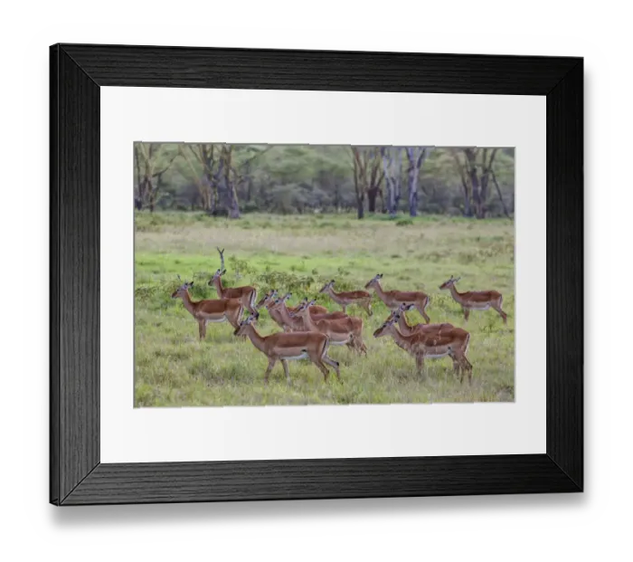 Framed Print : Group of female Impalas -Aepyceros melampus-, Lake Nakuru National Park, Kenya, East Africa, Africa, PublicGround Framed Print : Group of female Impalas -Aepyceros melampus-, Lake Nakuru National Park, Kenya, East Africa, Africa, PublicGround