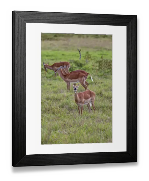 Framed Print : Female Impalas -Aepyceros melampus-, one checking the wind, Lake Nakuru National Park, Kenya, East Africa, Africa, PublicGround Framed Print : Female Impalas -Aepyceros melampus-, one checking the wind, Lake Nakuru National Park, Kenya, East Africa, Africa, PublicGround