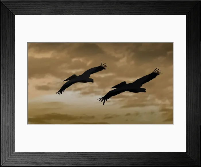 Framed Print : White Pelicans -Pelecanus onocrotalus-, Lake Nakuru National Park, Kenya, East Africa, Africa, PublicGround Framed Print : White Pelicans -Pelecanus onocrotalus-, Lake Nakuru National Park, Kenya, East Africa, Africa, PublicGround