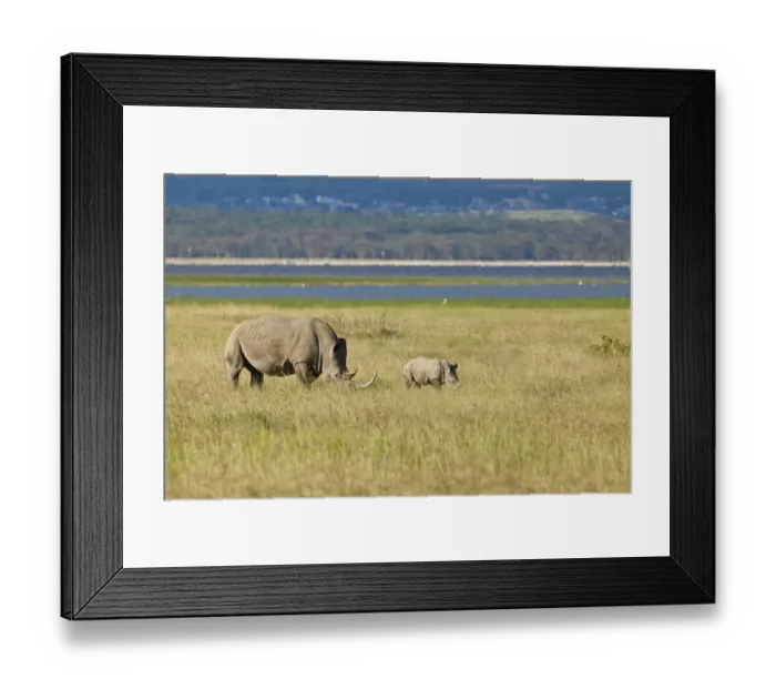 Framed Print : White Rhinoceroses or Square-lipped Rhinoceroses -Ceratotherium simum-, adult with a calf, Lake Nakuru National Park, Kenya, East Africa, Africa Framed Print : White Rhinoceroses or Square-lipped Rhinoceroses -Ceratotherium simum-, adult with a calf, Lake Nakuru National Park, Kenya, East Africa, Africa