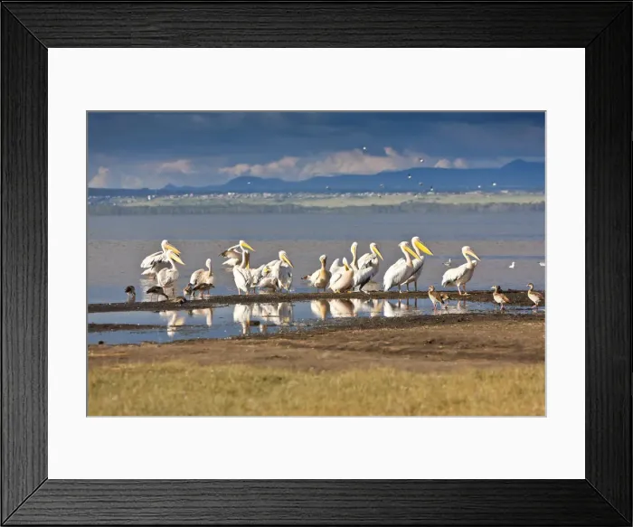 Framed Print : White Pelicans -Pelecanus onocrotalus-, Lake Nakuru National Park, Kenya, East Africa, Africa, PublicGround