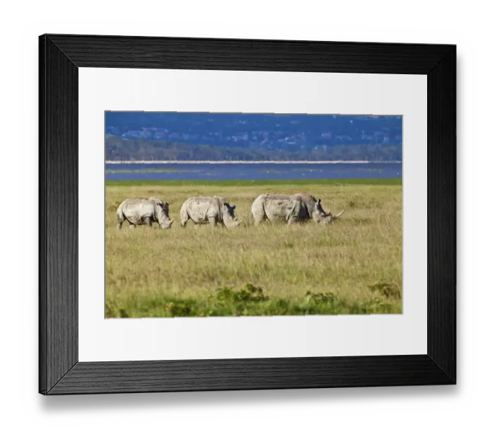 Framed Print : Three White Rhinoceroses or Square-lipped Rhinoceroses -Ceratotherium simum-, adult animals, Lake Nakuru National Park, Kenya, East Africa, Africa, PublicGround Framed Print : Three White Rhinoceroses or Square-lipped Rhinoceroses -Ceratotherium simum-, adult animals, Lake Nakuru National Park, Kenya, East Africa, Africa, PublicGround