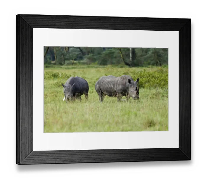Framed Print : White Rhinoceroses -Ceratotherium simum-, Lake Nakuru National Park, Kenya, East Africa, PublicGround Framed Print : White Rhinoceroses -Ceratotherium simum-, Lake Nakuru National Park, Kenya, East Africa, PublicGround
