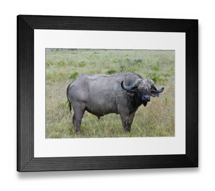Framed Print : Old African Buffalo -Syncerus caffer- with purulent eye, Lake Nakuru National Park, Kenya, East Africa, PublicGround Framed Print : Old African Buffalo -Syncerus caffer- with purulent eye, Lake Nakuru National Park, Kenya, East Africa, PublicGround