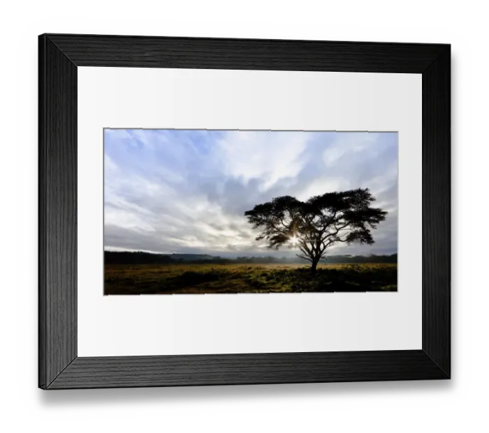 Framed Print : Acacia -Acacia-, Lake Nakuru National Park, Kenya, East Africa, PublicGround Framed Print : Acacia -Acacia-, Lake Nakuru National Park, Kenya, East Africa, PublicGround