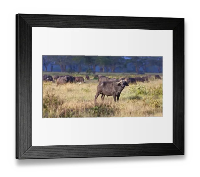 Framed Print : African Buffalos -Syncerus caffer- in morning light, Lake Nakuru National Park, Kenya, East Africa, PublicGround Framed Print : African Buffalos -Syncerus caffer- in morning light, Lake Nakuru National Park, Kenya, East Africa, PublicGround