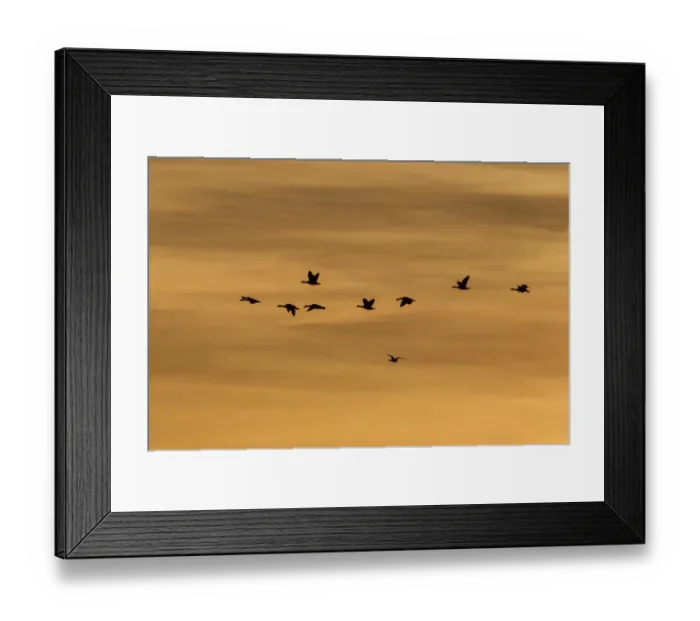 Framed Print : Greylag Geese -Anser anser- in flight in front of an evening sky, Ruegen Island, Mecklenburg-Western Pomerania, Germany, Europe Framed Print : Greylag Geese -Anser anser- in flight in front of an evening sky, Ruegen Island, Mecklenburg-Western Pomerania, Germany, Europe