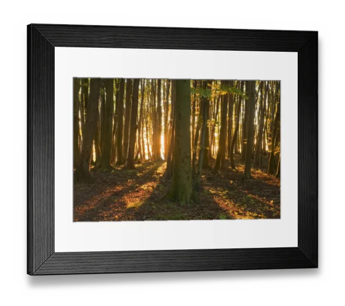 Framed Print : Sunrise in the beech forest in Jasmund National Park, UNESCO World Natural Heritage Site, Rugen, Mecklenburg-Western Pomerania, Germany Framed Print : Sunrise in the beech forest in Jasmund National Park, UNESCO World Natural Heritage Site, Rugen, Mecklenburg-Western Pomerania, Germany