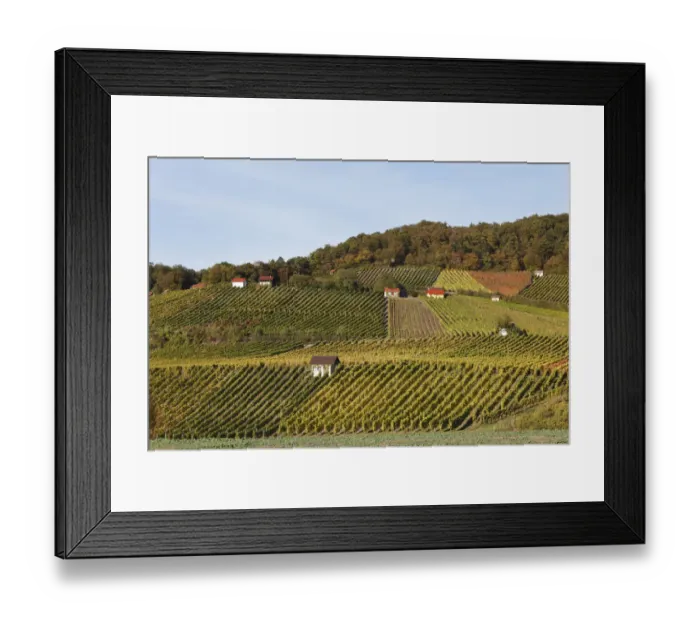 Framed Print : Vineyards at Falkenberg near Falkenstein, Donnersdorf district, Steigerwald, Lower Franconia, Franconia, Bavaria, Germany, Europe