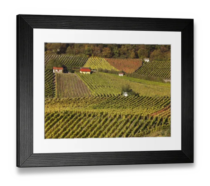 Framed Print : Vineyards at Falkenberg near Falkenstein, Donnersdorf district, Steigerwald, Lower Franconia, Franconia, Bavaria, Germany, Europe