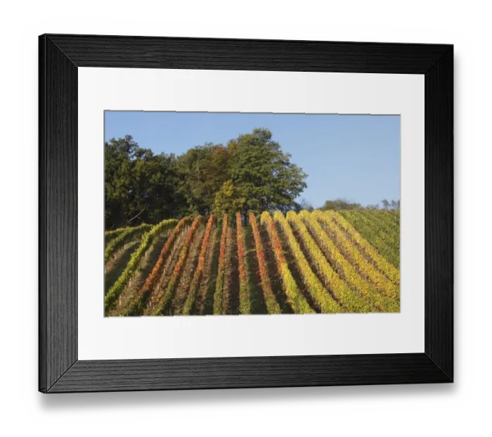 Framed Print : Autumnal vineyard, Theilheimer Mainleite near Waigolshausen, Main River Triangle, Lower Franconia, Franconia, Bavaria, Germany, Europe Framed Print : Autumnal vineyard, Theilheimer Mainleite near Waigolshausen, Main River Triangle, Lower Franconia, Franconia, Bavaria, Germany, Europe