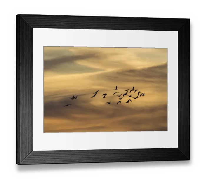 Framed Print : Greylag Geese -Anser anser- in flight in front of an evening sky, Ruegen Island, Mecklenburg-Western Pomerania, Germany, Europe Framed Print : Greylag Geese -Anser anser- in flight in front of an evening sky, Ruegen Island, Mecklenburg-Western Pomerania, Germany, Europe