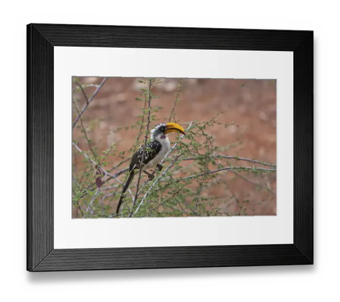 Framed Print : Eastern Yellow-billed Hornbill -Tockus flavirostris-, Samburu National Reserve, Kenya, East Africa, Africa, PublicGround Framed Print : Eastern Yellow-billed Hornbill -Tockus flavirostris-, Samburu National Reserve, Kenya, East Africa, Africa, PublicGround
