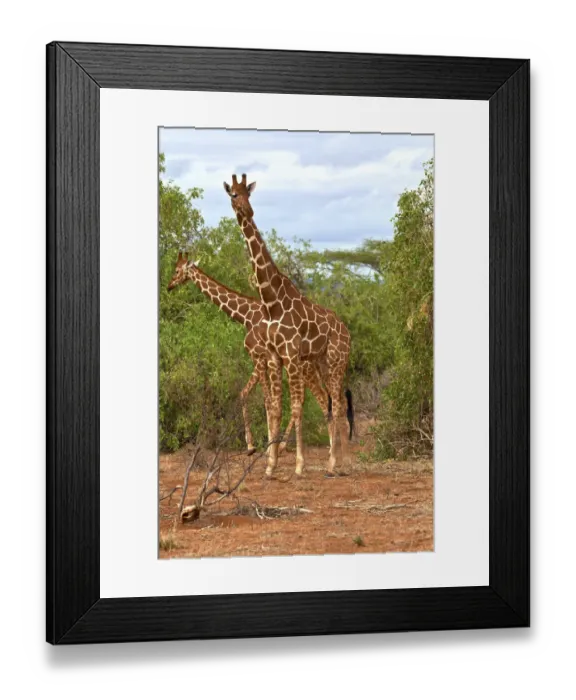 Framed Print : Reticulated Giraffes -Giraffa camelopardalis reticulata-, Samburu National Reserve, Kenya, East Africa, PublicGround Framed Print : Reticulated Giraffes -Giraffa camelopardalis reticulata-, Samburu National Reserve, Kenya, East Africa, PublicGround