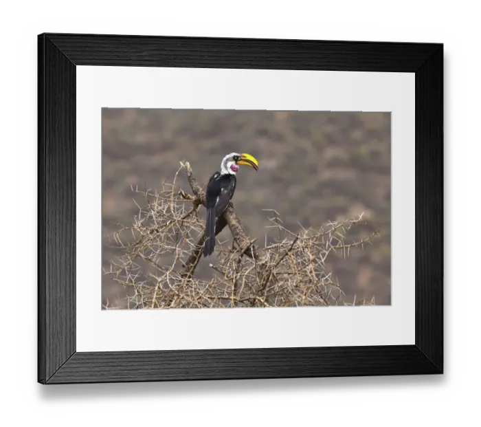 Framed Print : Eastern Yellow-billed Hornbill -Tockus flavirostris-, Samburu National Reserve, Kenya, East Africa, PublicGround Framed Print : Eastern Yellow-billed Hornbill -Tockus flavirostris-, Samburu National Reserve, Kenya, East Africa, PublicGround
