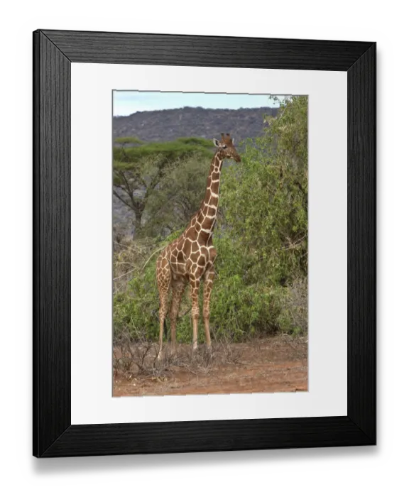 Framed Print : Reticulated Giraffe -Giraffa camelopardalis reticulata-, Samburu National Reserve, Kenya, East Africa, PublicGround Framed Print : Reticulated Giraffe -Giraffa camelopardalis reticulata-, Samburu National Reserve, Kenya, East Africa, PublicGround