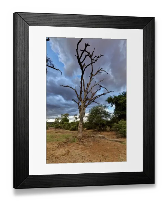 Framed Print : Dead tree in the Samburu National Reserve, typical landscape on the Ewaso Ng iro river, Kenya, East Africa, PublicGround Framed Print : Dead tree in the Samburu National Reserve, typical landscape on the Ewaso Ng iro river, Kenya, East Africa, PublicGround