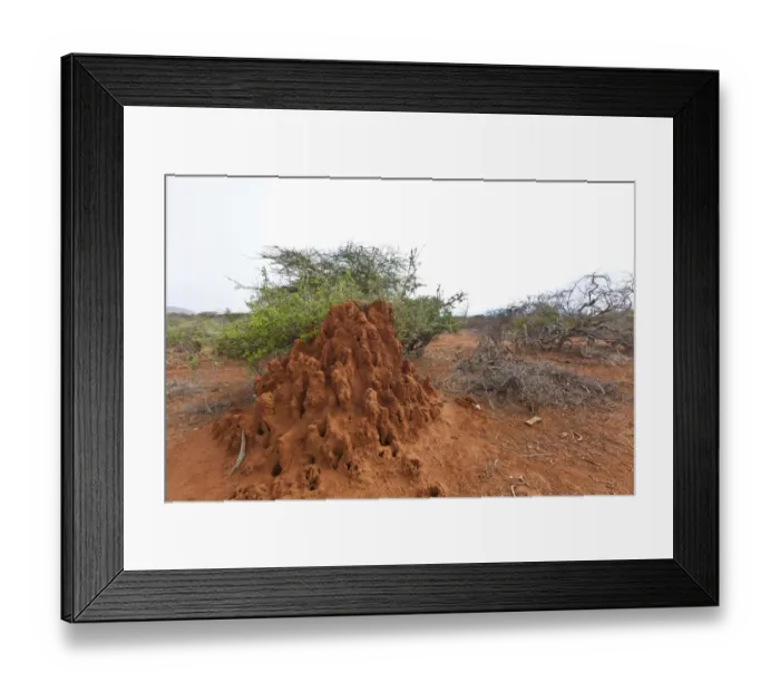 Framed Print : Termite mound, Samburu National Reserve, Kenya, East Africa, PublicGround Framed Print : Termite mound, Samburu National Reserve, Kenya, East Africa, PublicGround