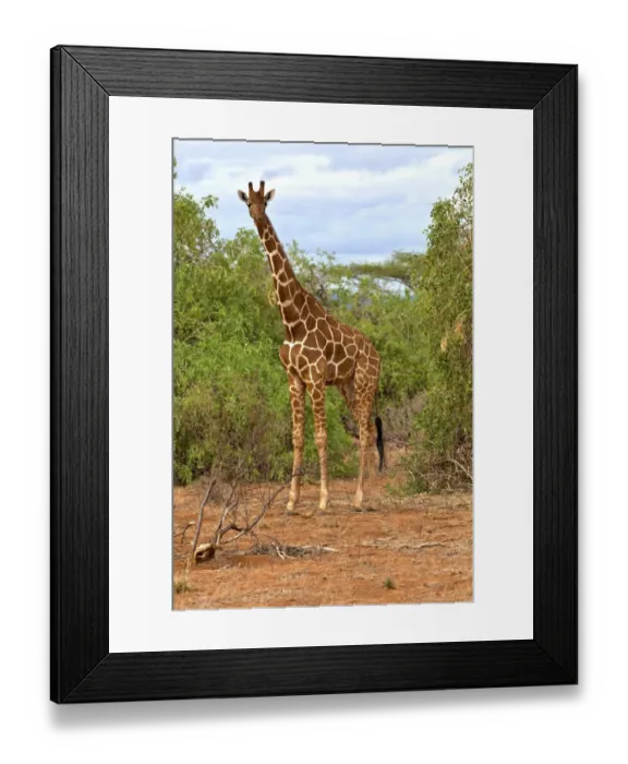 Framed Print : Reticulated Giraffe -Giraffa camelopardalis reticulata-, Samburu National Reserve, Kenya, East Africa, PublicGround Framed Print : Reticulated Giraffe -Giraffa camelopardalis reticulata-, Samburu National Reserve, Kenya, East Africa, PublicGround