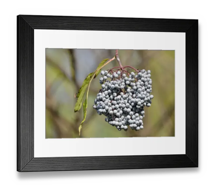 Framed Print : Blue Elderberry or Blue Elder -Sambuccus caerulea-, Coeur d Alene National Forest, Idaho, USA Framed Print : Blue Elderberry or Blue Elder -Sambuccus caerulea-, Coeur d Alene National Forest, Idaho, USA