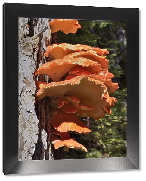 Sulphur Polypore, Sulphur Shelf or Chicken Mushroom -Laetiporus sulphureus-, Coeur d Alene National Forest, Idaho, USA