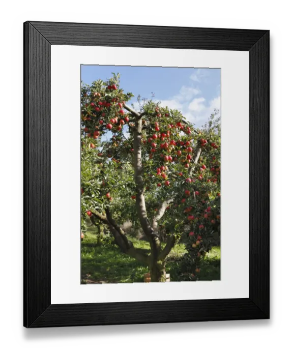Framed Print : Ripe apples on an apple tree, Oberschwarzach, Steigerwald, Lower Franconia, Bavaria, Germany Framed Print : Ripe apples on an apple tree, Oberschwarzach, Steigerwald, Lower Franconia, Bavaria, Germany