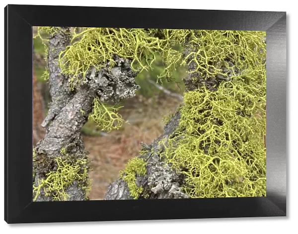 Lichen species -Usnea-, Coeur d Alene, Idaho, USA