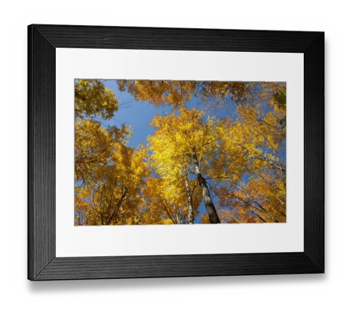 Framed Print : Trees in a forest, Sugar Maple -Acer saccharum-, yellow foliage in autumn, Indian Summer, Mount Van Hoevenberg, Lake Placid, Adirondack Mountains, New York State, USA, North America Framed Print : Trees in a forest, Sugar Maple -Acer saccharum-, yellow foliage in autumn, Indian Summer, Mount Van Hoevenberg, Lake Placid, Adirondack Mountains, New York State, USA, North America