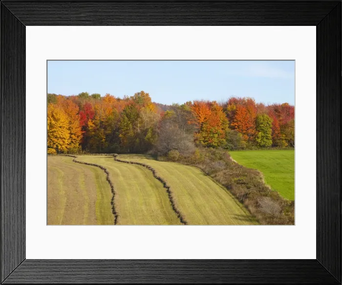 Framed Print : Hayfield being harvested in autumn, Abercorn, Quebec, Canada Framed Print : Hayfield being harvested in autumn, Abercorn, Quebec, Canada