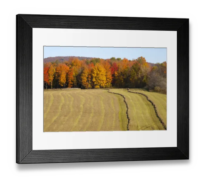 Framed Print : Hayfield being harvested in autumn, Abercorn, Quebec, Canada Framed Print : Hayfield being harvested in autumn, Abercorn, Quebec, Canada