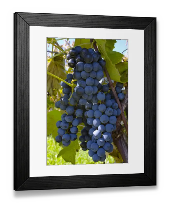Framed Print : Ste-Croix grapes, Sutton, Quebec, Canada Framed Print : Ste-Croix grapes, Sutton, Quebec, Canada