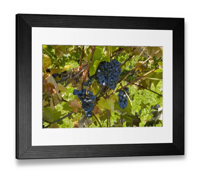 Framed Print : Ste-Croix grapes, Sutton, Quebec, Canada