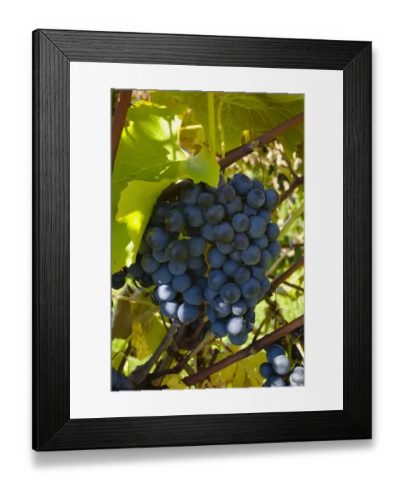 Framed Print : Ste-Croix grapes, Sutton, Quebec, Canada Framed Print : Ste-Croix grapes, Sutton, Quebec, Canada