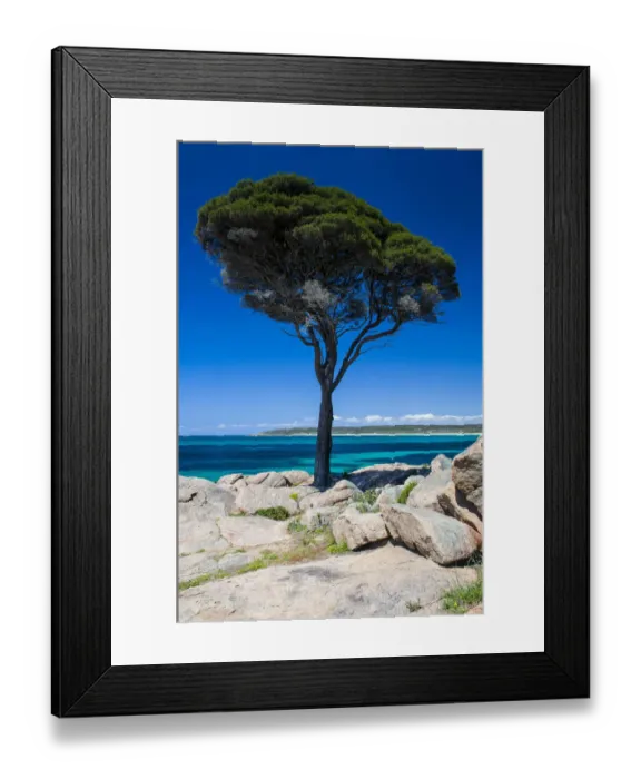 Framed Print : Tree on rocky cliff, Shelley Cove, near Eagle Bay, Western Australia Framed Print : Tree on rocky cliff, Shelley Cove, near Eagle Bay, Western Australia