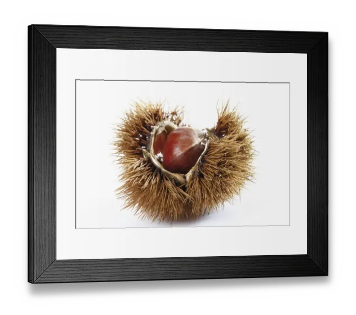 Framed Print : Chestnuts, edible nuts, sweet chestnut -Castanea sativa- Framed Print : Chestnuts, edible nuts, sweet chestnut -Castanea sativa-