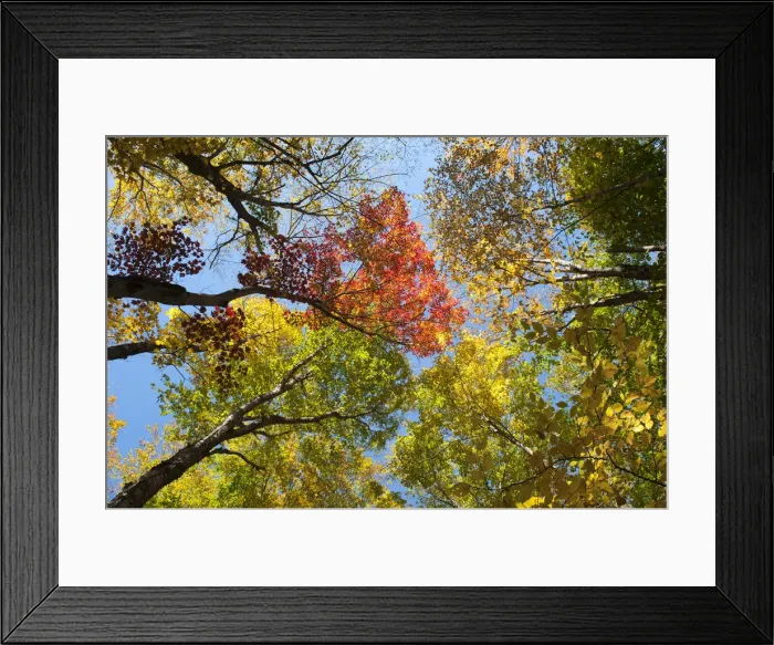 Framed Print : Colourful foliage in autumn, Indian Summer, Franconia Notch State Park, White Mountains National Forest, New Hampshire, New England, USA, North America Framed Print : Colourful foliage in autumn, Indian Summer, Franconia Notch State Park, White Mountains National Forest, New Hampshire, New England, USA, North America