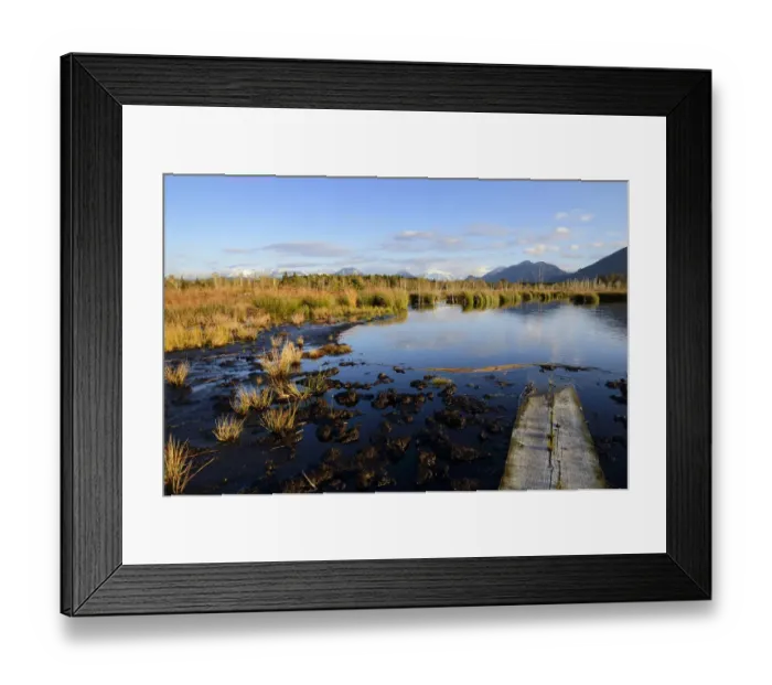 Framed Print : Gangplank on a marshland pond, bog in the prealpine lands, near Raubling, Bavaria, Germany, Europe Framed Print : Gangplank on a marshland pond, bog in the prealpine lands, near Raubling, Bavaria, Germany, Europe