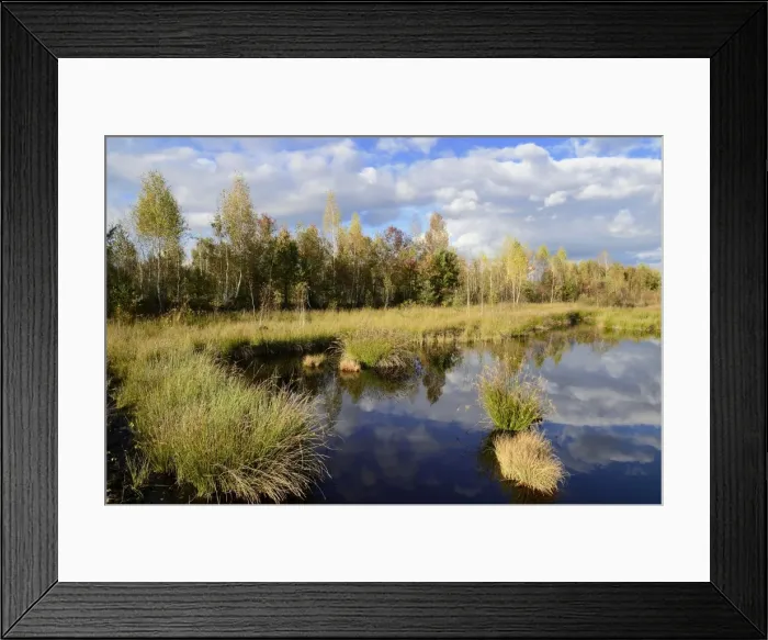 Framed Print : Marshland pond overgrown with club-rush in autumn, Stammbeckenmoor Rosenheim bog near Raubling, Bavaria, Germany, Europe Framed Print : Marshland pond overgrown with club-rush in autumn, Stammbeckenmoor Rosenheim bog near Raubling, Bavaria, Germany, Europe