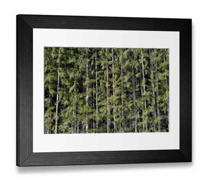Framed Print : Spruce -Picea-, pine forest near Markt Schwaben, Bavaria, Germany, Europe Framed Print : Spruce -Picea-, pine forest near Markt Schwaben, Bavaria, Germany, Europe